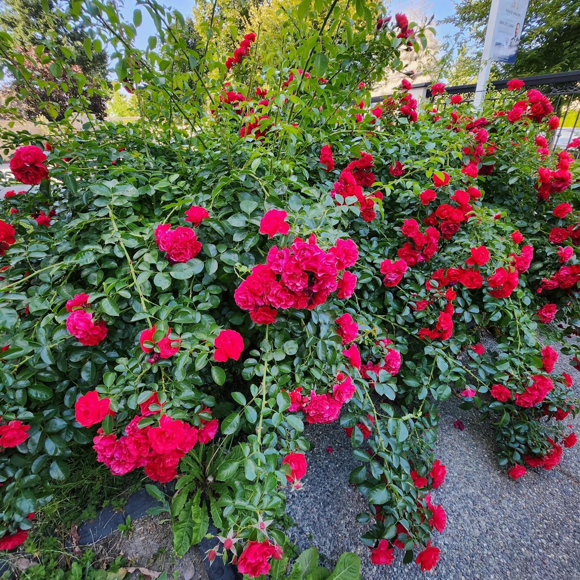 Empress Madani Palace Hotel Surrey Dış mekan fotoğraf